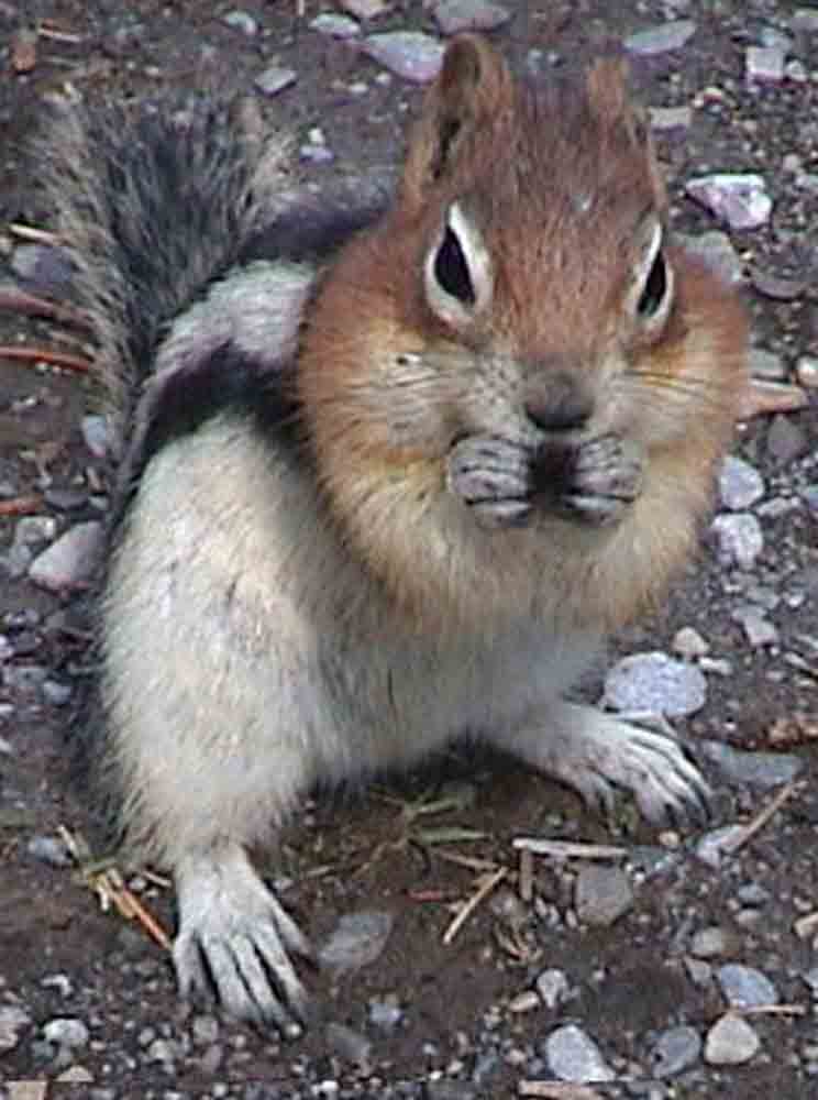Ardilla - Canada 2.jpg